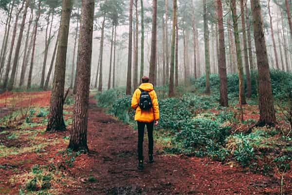 a hiker with a yellow jacket stands in a forest facing away from the camera